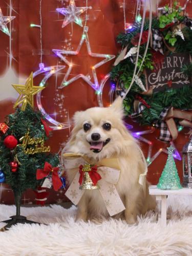 20231221ふうちゃん